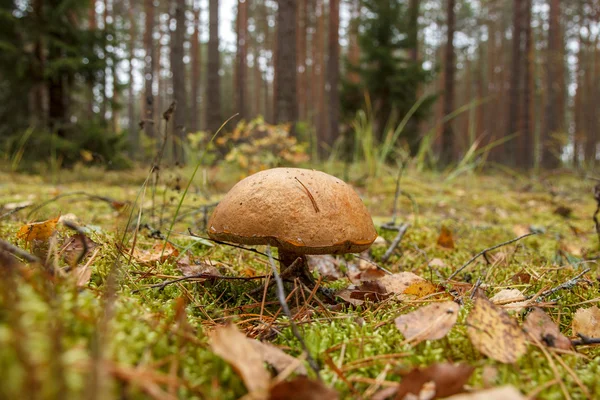 森林野生蘑菇 — 图库照片