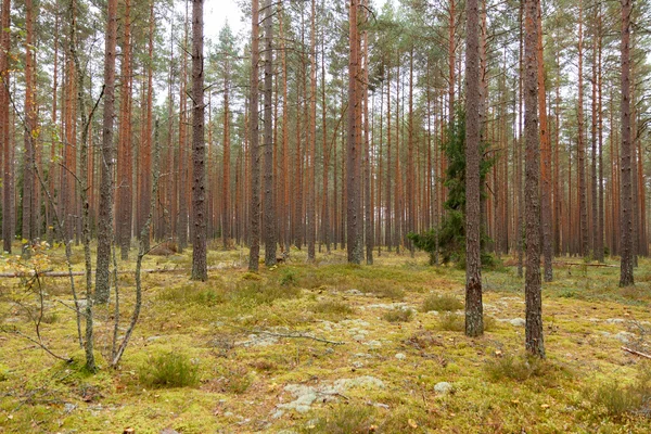 Escena del bosque de pinos — Foto de Stock