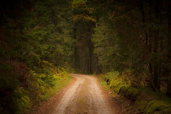 Forest dirt road — Stock Photo, Image