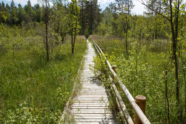 Chemin de planche en bois — Photo