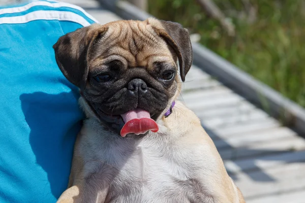 Jovem pug feliz — Fotografia de Stock