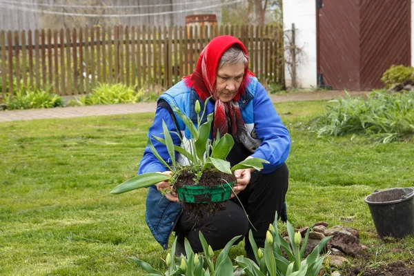 Oude dame tuinieren — Stockfoto