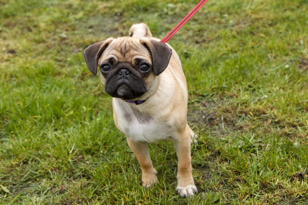 Pug jovem andando — Fotografia de Stock