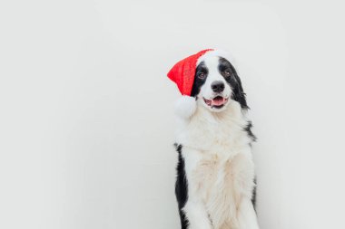 Beyaz arka planda izole edilmiş kırmızı Noel Baba şapkası giyen sevimli gülümseyen yavru köpek sınır köpeğinin komik stüdyo portresi. Tatil için hazırlık. Mutlu Noeller 2021 konsepti