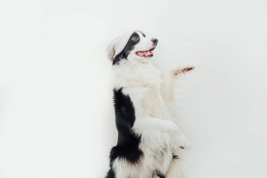 Beyaz arka planda izole edilmiş sıcak örgü elbiseler giyen sevimli, gülümseyen köpek yavrusu sınır köpeğinin komik stüdyo portresi. Aile fertlerinin yeni sevgili üyesinin kış ya da sonbahar portresi.