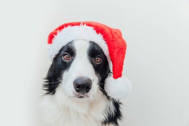 Beyaz arka planda izole edilmiş kırmızı Noel Baba şapkası giyen sevimli gülümseyen yavru köpek sınır köpeğinin komik stüdyo portresi. Tatil için hazırlık. Mutlu Noeller 2021 konsepti