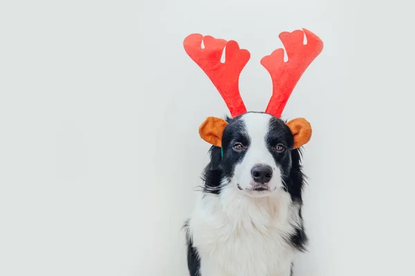 Grappig Studio Portret Van Schattige Glimlachende Puppy Grens Collie Dragen — Stockfoto