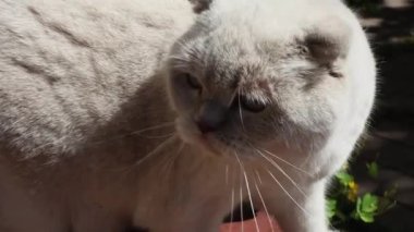 Evdeki verandada dinlenen kısa saçlı beyaz kedi yavrusunun komik portresi. İngiliz kedisi yaz günü arka bahçede yürüyor. Hayvan bakımı ve hayvan sağlığı kavramı