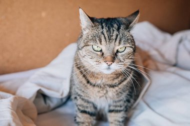 Komik bir portre, kısa saçlı, ev kedisi evde yatakta dinleniyor. Küçük kedi yavrusu, ailenin sevimli bir üyesi evde oynuyor. Hayvan bakımı ve hayvan sağlığı konsepti