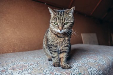 Kibirli, kısa saçlı, evde dinlenen tekir kedilerin komik portresi. Küçük kedi yavrusu, ailenin sevimli bir üyesi evde oynuyor. Hayvan bakımı ve hayvan sağlığı konsepti