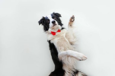 Komik bir köpek yavrusu portresi papyonlu çoban köpeği beyaz arka planda izole edilmiş bir beyefendi ya da damat. Ailenin yeni sevimli üyesi küçük köpek kameraya bakıyor. Komik hayvan hayvan yaşam konsepti
