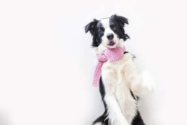 白い背景に隔離された首の周り暖かい服のスカーフを身に着けてかわいい笑顔子犬犬の国境のコリーの面白いスタジオの肖像画 冬または秋の肖像画の新しい美しいメンバーの家族の小さな犬 — ストック写真