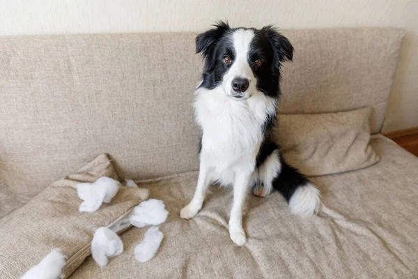 Naughty playful puppy dog border collie after mischief biting pillow lying on couch at home. Guilty dog and destroyed living room. Damage messy home and puppy with funny guilty look