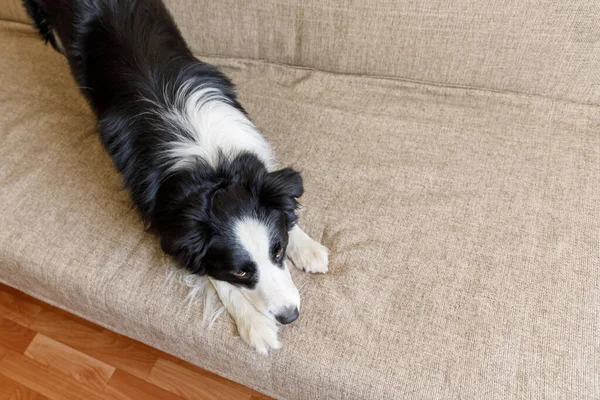 Grappig Portret Van Schattige Puppy Border Collie Bank Nieuw Mooi — Stockfoto