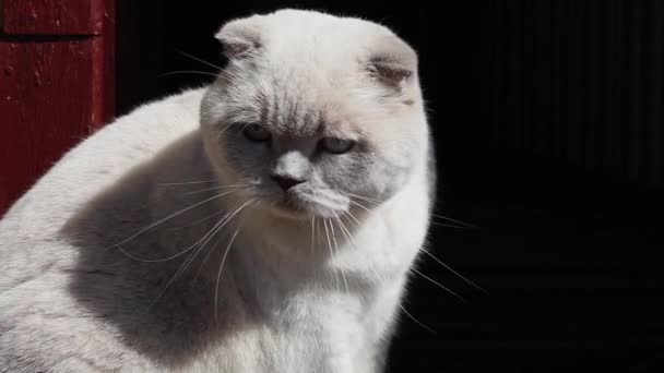 Zabawny Portret Krótkowłosego Domowego Białego Kotka Relaksującego Się Ganku Domu — Wideo stockowe