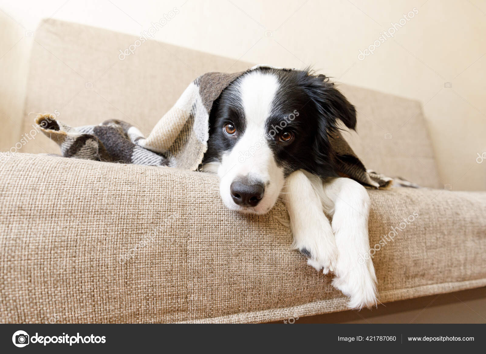 Border Collie Puppies - Animal Kingdom