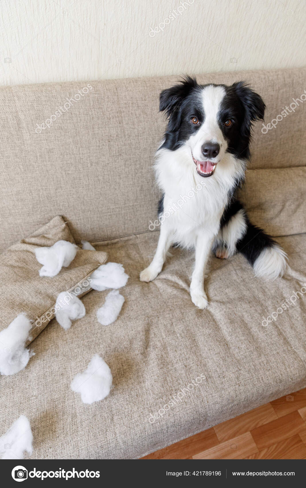 Why Do Border Collie Puppies Bite