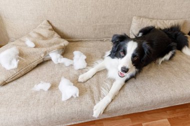 Evdeki kanepede yatan yaramaz yastığı ısırdıktan sonra yaramaz yavru köpek sınır köpeği çoban köpeği. Suçlu köpek ve yıkılmış oturma odası. Dağınık ev ve komik suçlu bakışlı köpek yavrusu.