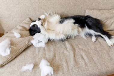 Evdeki kanepede yatan yaramaz yastığı ısırdıktan sonra yaramaz yavru köpek sınır köpeği çoban köpeği. Suçlu köpek ve yıkılmış oturma odası. Dağınık ev ve komik suçlu bakışlı köpek yavrusu.