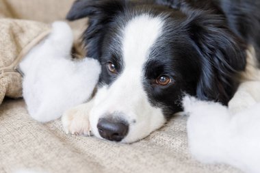 Evdeki kanepede yatan yaramaz yastığı ısırdıktan sonra yaramaz yavru köpek sınır köpeği çoban köpeği. Suçlu köpek ve yıkılmış oturma odası. Dağınık ev ve komik suçlu bakışlı köpek yavrusu.