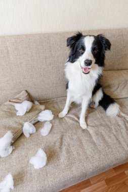 Naughty playful puppy dog border collie after mischief biting pillow lying on couch at home. Guilty dog and destroyed living room. Damage messy home and puppy with funny guilty look clipart