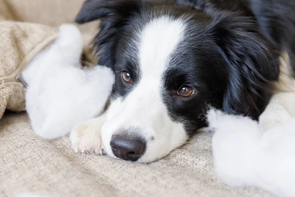 Naughty playful puppy dog border collie after mischief biting pillow lying on couch at home. Guilty dog and destroyed living room. Damage messy home and puppy with funny guilty look