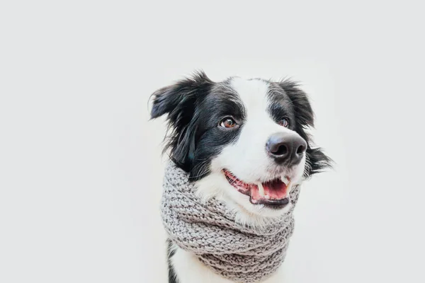 白い背景に隔離された首の周り暖かい服のスカーフを身に着けてかわいい笑顔子犬犬の国境のコリーの面白いスタジオの肖像画 冬または秋の小さな犬の肖像画 — ストック写真