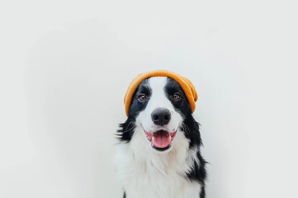 白い背景に隔離された暖かいニットの服黄色の帽子を身に着けているかわいい笑顔子犬犬の国境のコリーの面白いスタジオの肖像画 冬または秋の肖像画の新しい美しいメンバーの家族の小さな犬 — ストック写真
