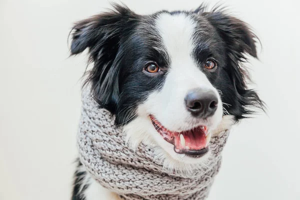 白い背景に隔離された首の周り暖かい服のスカーフを身に着けてかわいい笑顔子犬犬の国境のコリーの面白いスタジオの肖像画 冬または秋の小さな犬の肖像画 — ストック写真