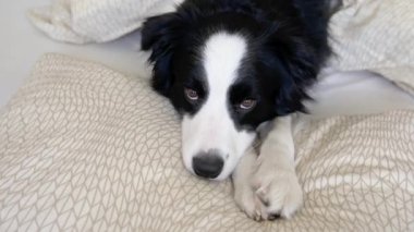 Köpek yavrusunun komik portresi yatakta yastık örtüsünün üzerinde yatıyordu. Ailemizin yeni sevimli üyesi. Küçük köpek evde uzanıyor ve uyuyor. Hayvan bakımı ve hayvan bakımı kavramı