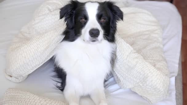 침대에 담요에 강아지가 사진이 스러운 새로운 식구가 있습니다 동물을 돌보는 — 비디오