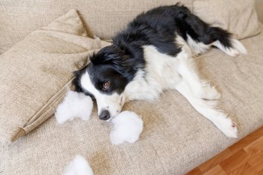 Evdeki kanepede yatan yaramaz yastığı ısırdıktan sonra yaramaz yavru köpek sınır köpeği çoban köpeği. Suçlu köpek ve yıkılmış oturma odası. Dağınık ev ve komik suçlu bakışlı köpek yavrusu.