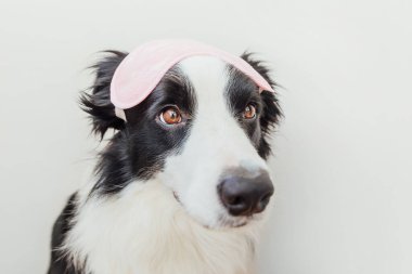 Beni rahatsız etme, bırak uyuyayım. Beyaz arka planda izole edilmiş uyuyan göz maskeli komik, sevimli, gülen köpek yavrusu sınır köpeği çoban köpeği. Dinlen, iyi geceler, siesta, uykusuzluk, rahatlama, yorgunluk, seyahat konsepti