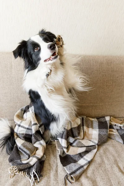 Chiot Drôle Frontière Collie Chien Couché Sur Canapé Sous Plaid — Photo