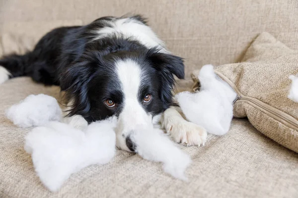 Evdeki kanepede yatan yaramaz yastığı ısırdıktan sonra yaramaz yavru köpek sınır köpeği çoban köpeği. Suçlu köpek ve yıkılmış oturma odası. Dağınık ev ve komik suçlu bakışlı köpek yavrusu.