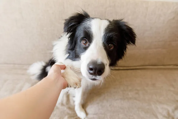 Grappig Portret Van Schattige Puppy Border Collie Bank Geven Poot — Stockfoto