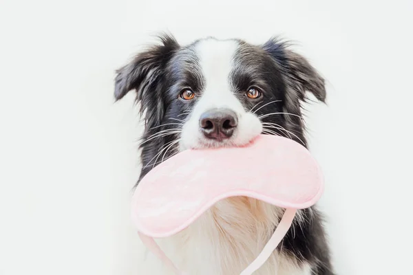 不要打扰我 让我睡吧 滑稽可爱的笑脸小狗边境牧羊犬与睡觉的眼罩隔离在白色背景 旅行的概念 — 图库照片