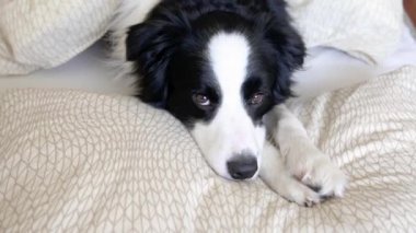 Köpek yavrusunun komik portresi yatakta yastık örtüsünün üzerinde yatıyordu. Ailemizin yeni sevimli üyesi. Küçük köpek evde uzanıyor ve uyuyor. Hayvan bakımı ve hayvan bakımı kavramı.