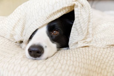 Yatakta yastık battaniyesine uzanmış sevimli, gülümseyen köpek yavrusunun komik portresi. Ailemizin yeni sevimli üyesi. Küçük köpek evde uzanıyor ve uyuyor. Hayvan bakımı ve hayvan bakımı kavramı.