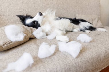 Evdeki kanepede yatan yaramaz yastığı ısırdıktan sonra yaramaz yavru köpek sınır köpeği çoban köpeği. Suçlu köpek ve yıkılmış oturma odası. Dağınık ev ve komik suçlu bakışlı köpek yavrusu..