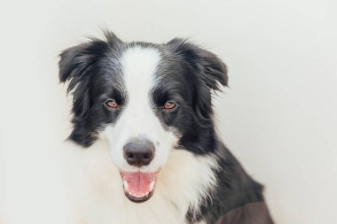 Beyaz arka planda izole edilmiş şirin gülümseyen köpek yavrusu Collie 'nin komik stüdyo portresi. Ailenin yeni sevimli üyesi küçük köpek gözlerini dikip ödül bekliyor. Hayvan bakımı ve hayvan bakımı kavramı.