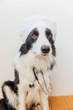 Beyaz duvar arka planında doktor kostümü giymiş steteskoplu yavru köpek sınır köpeği çoban köpeği. Veteriner kliniğinde resepsiyondaki küçük köpek. Hayvan sağlığı ve hayvan sağlığı konsepti.