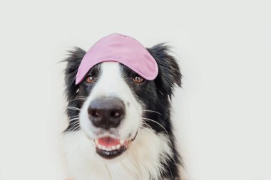 Beni rahatsız etme, bırak uyuyayım. Beyaz arka planda izole edilmiş uyuyan göz maskeli komik, sevimli, gülen köpek yavrusu sınır köpeği çoban köpeği. Dinlen, iyi geceler, siesta, uykusuzluk, rahatlama, yorgunluk, seyahat konsepti.