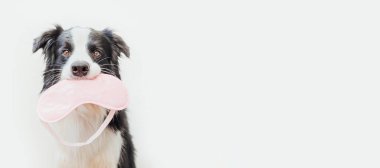 Beni rahatsız etme, uyumama izin ver. Beyaz arka planda uyuyan göz maskeli komik köpek sınır köpeği çoban köpeği. İyi geceler Siesta Uykusuzluk Rahatlama Yorgun seyahat konsepti afişi