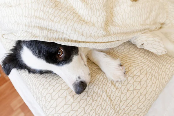Drôle de portrait de chien chiot souriant bordure collie couché sur une couverture d'oreiller au lit. Nouveau charmant membre de la famille petit chien à la maison couché et dormant. Animaux et soins des animaux concept. — Photo