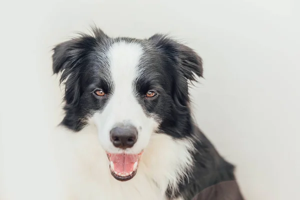白い背景に隔離されたかわいい笑顔の子犬の犬の国境のコロニーの面白いスタジオの肖像画。家族の小さな犬の新しい素敵なメンバーは、報酬を見て待っています。ペットケアと動物のコンセプト. — ストック写真