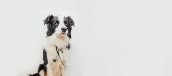 Puppy hondenrand collie met stethoscoop geïsoleerd op witte achtergrond. Kleine hond bij de receptie bij de dierenarts in de dierenkliniek. Huisdier gezondheidszorg en dieren concept. Banner — Stockfoto
