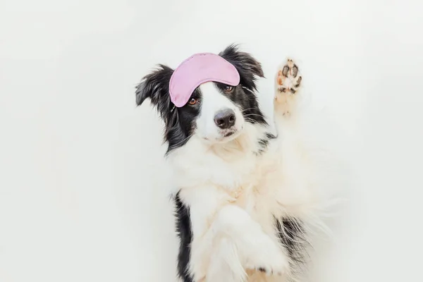 No me molestes, déjame dormir. Funny lindo perro sonriente frontera collie con máscara para dormir aislado sobre fondo blanco. Descanso, buenas noches, siesta, insomnio, relajación, cansancio, concepto de viaje. — Foto de Stock