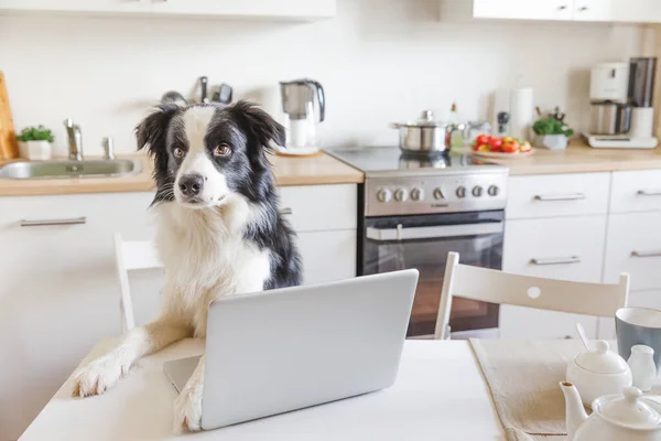 Κινητό γραφείο στο σπίτι. Αστείο πορτρέτο χαριτωμένο κουτάβι σκυλί σύνορα collie εργασίας σερφάρισμα στο διαδίκτυο χρησιμοποιώντας φορητό υπολογιστή υπολογιστή στην κουζίνα στο σπίτι εσωτερική. Pet ζωή ανεξάρτητη επιχειρηματική καραντίνα έννοια. — Φωτογραφία Αρχείου