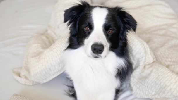 Potret lucu anjing lucu perbatasan collie berbaring di selimut bantal di tempat tidur. Anggota baru yang baik dari anjing kecil di rumah berbaring dan tidur. Pet care dan hewan konsep. — Stok Video